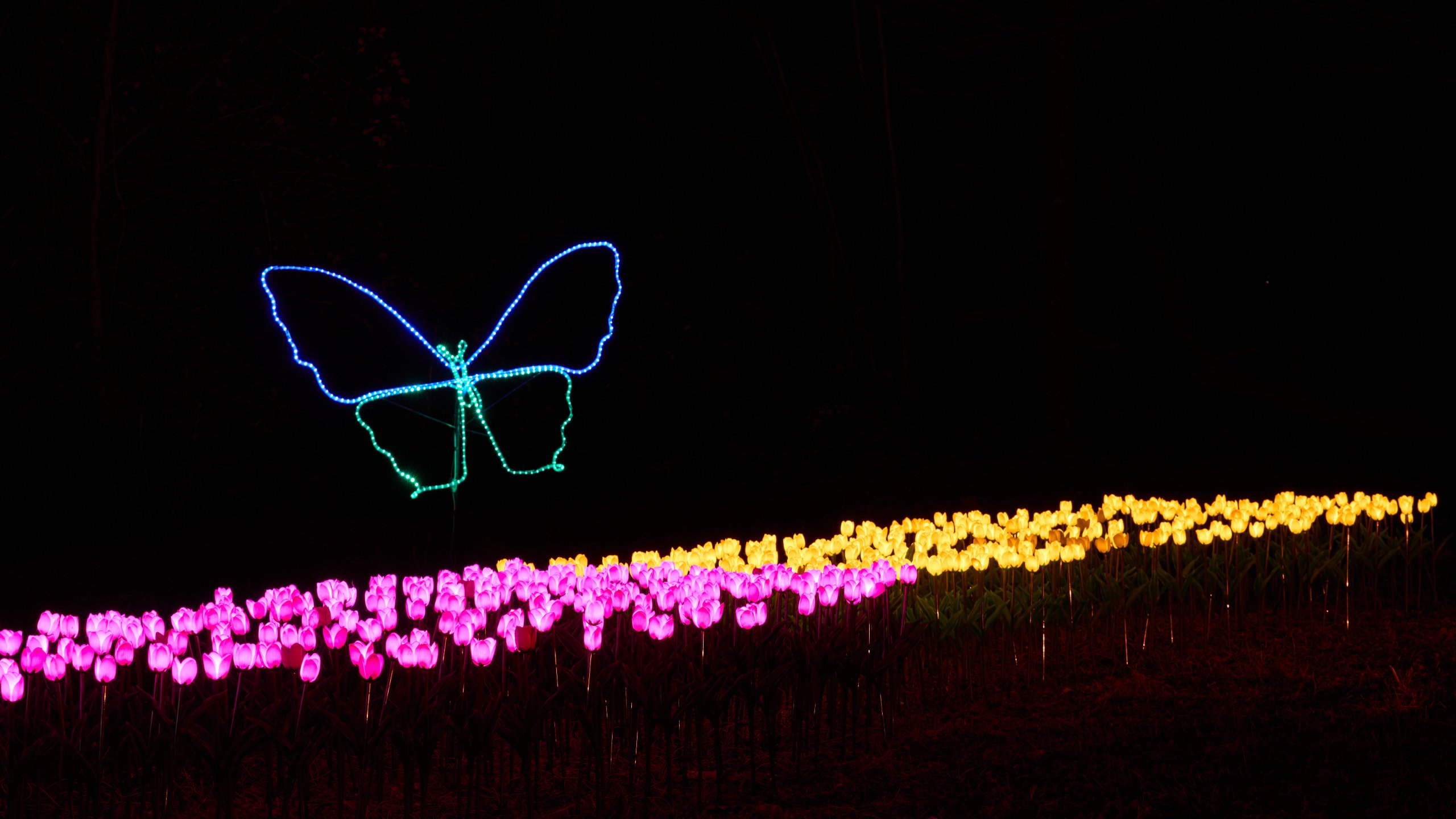 2025 02 04 Parkleuchten 0096